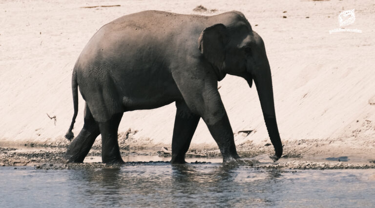 คนเฝ้าช้าง (ตอน 10)