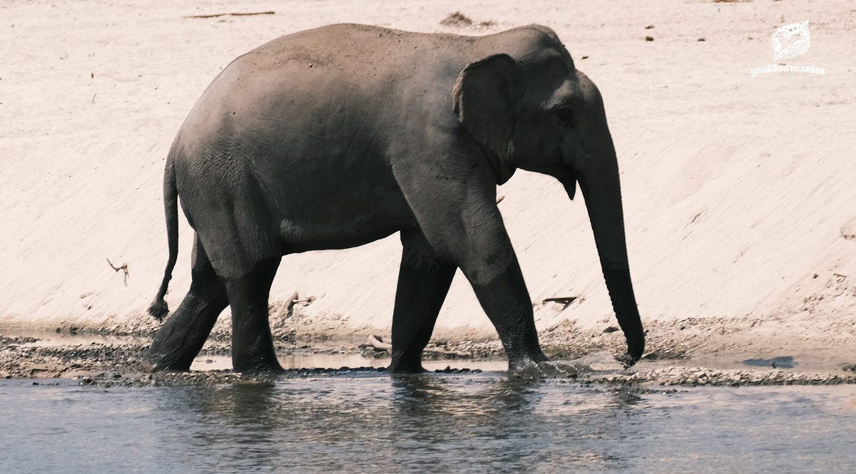 คนเฝ้าช้าง (ตอน 10)