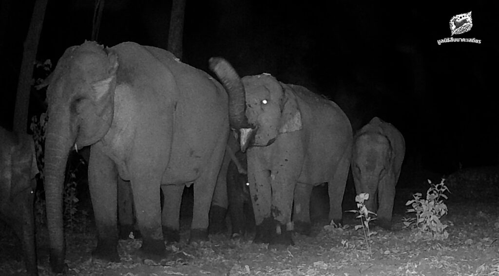 คนเฝ้าช้าง (ตอน 9)
