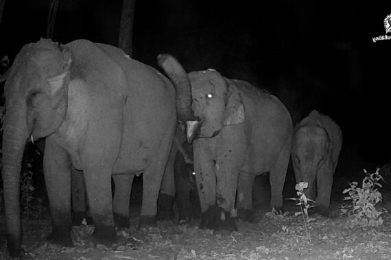 คนเฝ้าช้าง (ตอน 9)