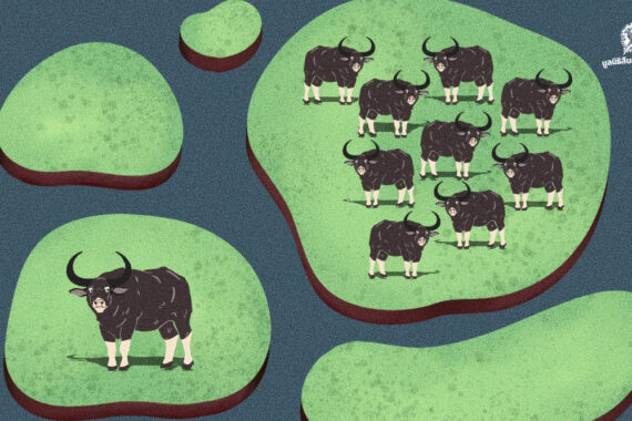 กรมอุทยานฯ เผย พบ ‘ควายป่า’ โดยตรงที่ห้วยขาแข้งตอนใต้ 10 ตัว คาดปัจจุบันมีประชากรในไทยทั้งสิ้นอย่างน้อย 66 ตัว