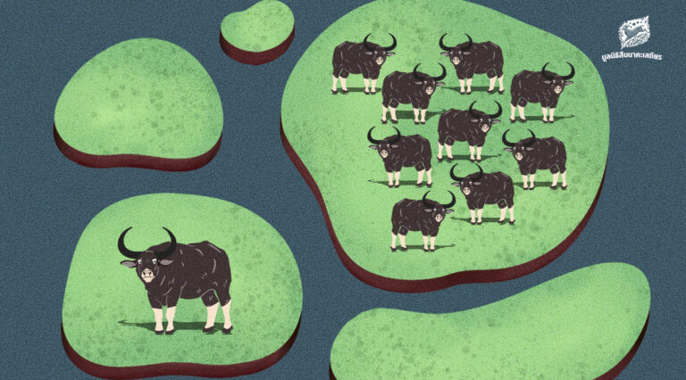 กรมอุทยานฯ เผย พบ ‘ควายป่า’ โดยตรงที่ห้วยขาแข้งตอนใต้ 10 ตัว คาดปัจจุบันมีประชากรในไทยทั้งสิ้นอย่างน้อย 66 ตัว