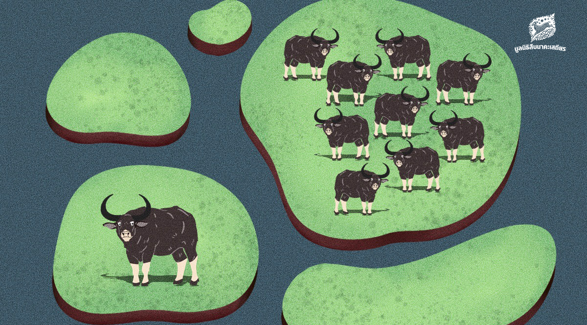 กรมอุทยานฯ เผย พบ ‘ควายป่า’ โดยตรงที่ห้วยขาแข้งตอนใต้ 10 ตัว คาดปัจจุบันมีประชากรในไทยทั้งสิ้นอย่างน้อย 66 ตัว