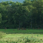 เรื่องเล่ารอบๆ ห้วยขาแข้ง ในวันที่ธรรมชาติ คน ป่า สัตว์ป่า ปลอดภัย