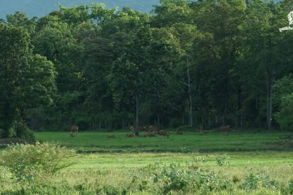 เรื่องเล่ารอบๆ ห้วยขาแข้ง ในวันที่ธรรมชาติ คน ป่า สัตว์ป่า ปลอดภัย