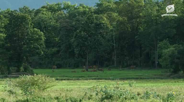 เรื่องเล่ารอบๆ ห้วยขาแข้ง ในวันที่ธรรมชาติ คน ป่า สัตว์ป่า ปลอดภัย