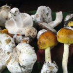 ถอดรหัส ‘ทรัพยากิน’ ป่าชุมชน 16 แห่ง ในผืนป่าตะวันตก สร้างมูลค่ารวมกว่า 122 ล้านบาท