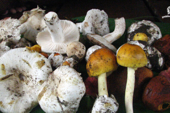 ถอดรหัส ‘ทรัพยากิน’ ป่าชุมชน 16 แห่ง ในผืนป่าตะวันตก สร้างมูลค่ารวมกว่า 122 ล้านบาท