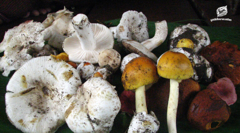 ถอดรหัส ‘ทรัพยากิน’ ป่าชุมชน 16 แห่ง ในผืนป่าตะวันตก สร้างมูลค่ารวมกว่า 122 ล้านบาท