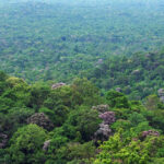 ประวัติย่อ การจัดการป่าไม้ไทย วันอนุรักษ์ทรัพยากรป่าไม้ของชาติ