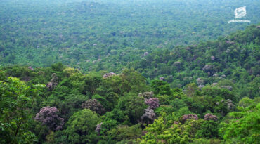 ประวัติย่อ การจัดการป่าไม้ไทย วันอนุรักษ์ทรัพยากรป่าไม้ของชาติ