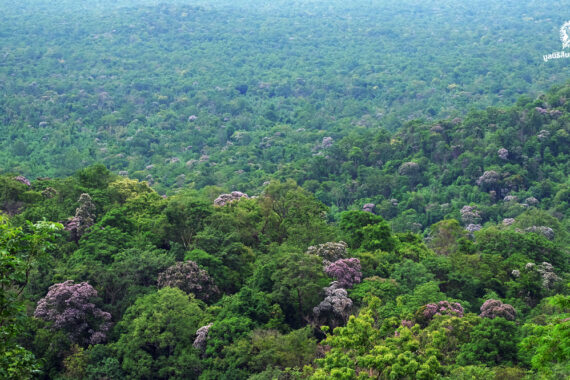 ประวัติย่อ การจัดการป่าไม้ไทย วันอนุรักษ์ทรัพยากรป่าไม้ของชาติ