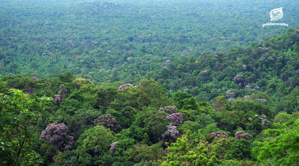 ประวัติย่อ การจัดการป่าไม้ไทย วันอนุรักษ์ทรัพยากรป่าไม้ของชาติ