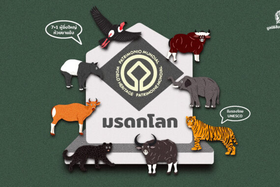 ‘มรดกโลกทุ่งใหญ่-ห้วยขาแข้ง’ ว่าด้วยประโยชน์ของการประกาศเป็นพื้นที่มรดกโลกทางธรรมชาติ