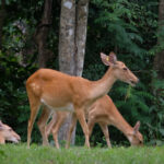 ข้อเสนอประเด็นสิ่งแวดล้อมต่อทุกพรรคการเมือง เพื่อพูดแทนป่าไม้และสัตว์ป่า