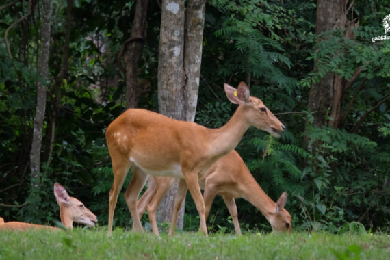 ข้อเสนอประเด็นสิ่งแวดล้อมต่อทุกพรรคการเมือง เพื่อพูดแทนป่าไม้และสัตว์ป่า