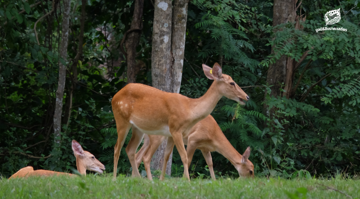 ข้อเสนอประเด็นสิ่งแวดล้อมต่อทุกพรรคการเมือง เพื่อพูดแทนป่าไม้และสัตว์ป่า