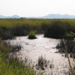 ขอให้ยุติโครงการพัฒนาแหล่งน้ำเวียงหนองหล่ม จังหวัดเชียงราย โดยด่วน