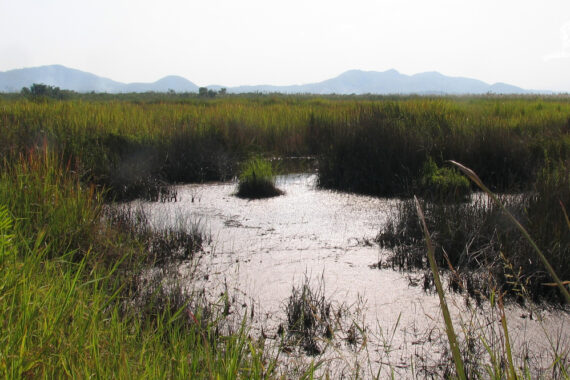 ขอให้ยุติโครงการพัฒนาแหล่งน้ำเวียงหนองหล่ม จังหวัดเชียงราย โดยด่วน