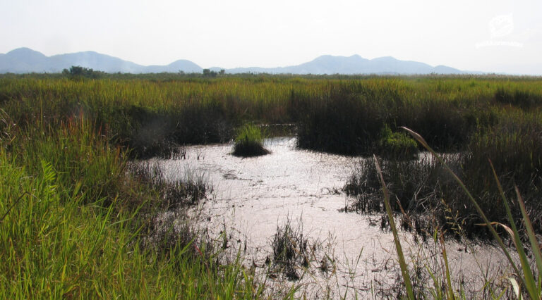 ขอให้ยุติโครงการพัฒนาแหล่งน้ำเวียงหนองหล่ม จังหวัดเชียงราย โดยด่วน