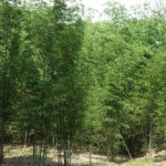 ‘ปลูกไผ่’ สร้างสะพานเชื่อมระบบนิเวศ เขาสนามเพรียง-คลองวังเจ้า