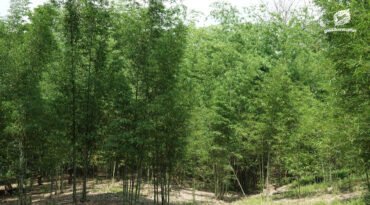 ‘ปลูกไผ่’ สร้างสะพานเชื่อมระบบนิเวศ เขาสนามเพรียง-คลองวังเจ้า