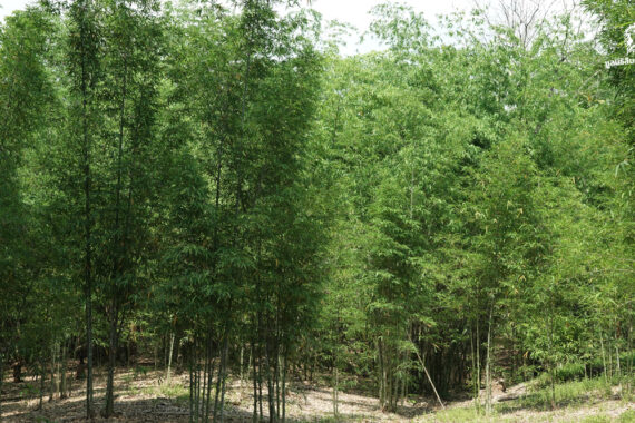 ‘ปลูกไผ่’ สร้างสะพานเชื่อมระบบนิเวศ เขาสนามเพรียง-คลองวังเจ้า