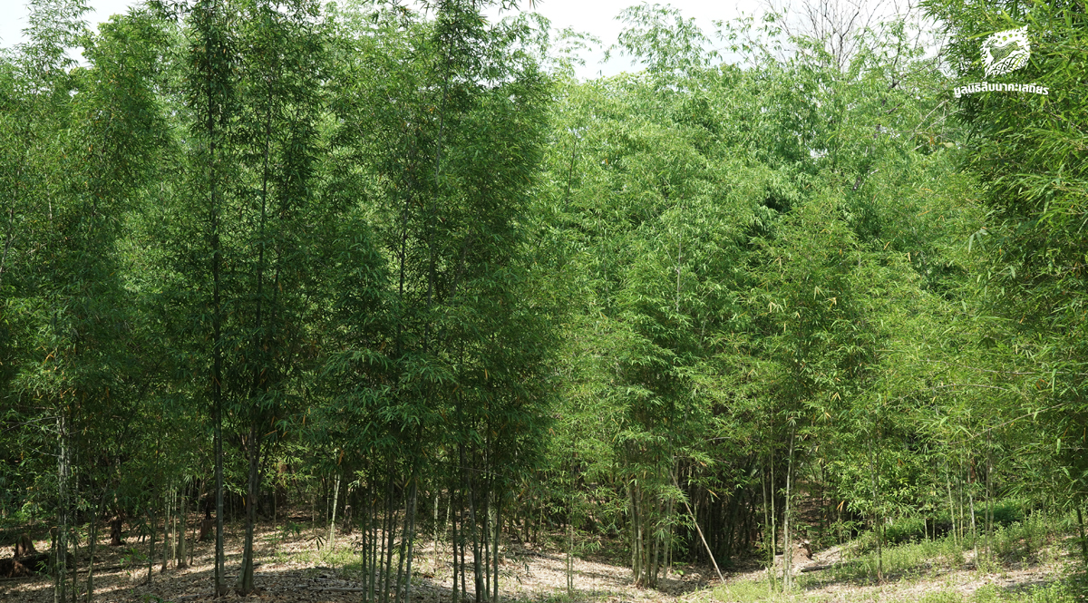 ‘ปลูกไผ่’ สร้างสะพานเชื่อมระบบนิเวศ เขาสนามเพรียง-คลองวังเจ้า