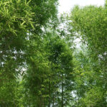 กองทุนส่งเสริมการปลูกไม้เศรษฐกิจ เพื่อแนวเชื่อมต่อป่า กลไกความยั่งยืนที่เชื่อมโยง ‘คน’ และ ‘ป่า’ เข้าด้วยกัน