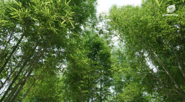 กองทุนส่งเสริมการปลูกไม้เศรษฐกิจ เพื่อแนวเชื่อมต่อป่า กลไกความยั่งยืนที่เชื่อมโยง ‘คน’ และ ‘ป่า’ เข้าด้วยกัน