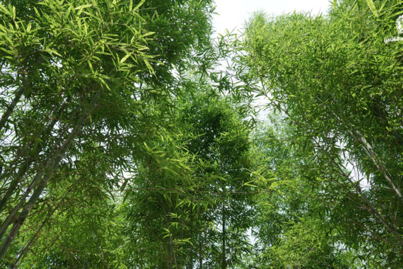 กองทุนส่งเสริมการปลูกไม้เศรษฐกิจ เพื่อแนวเชื่อมต่อป่า กลไกความยั่งยืนที่เชื่อมโยง ‘คน’ และ ‘ป่า’ เข้าด้วยกัน