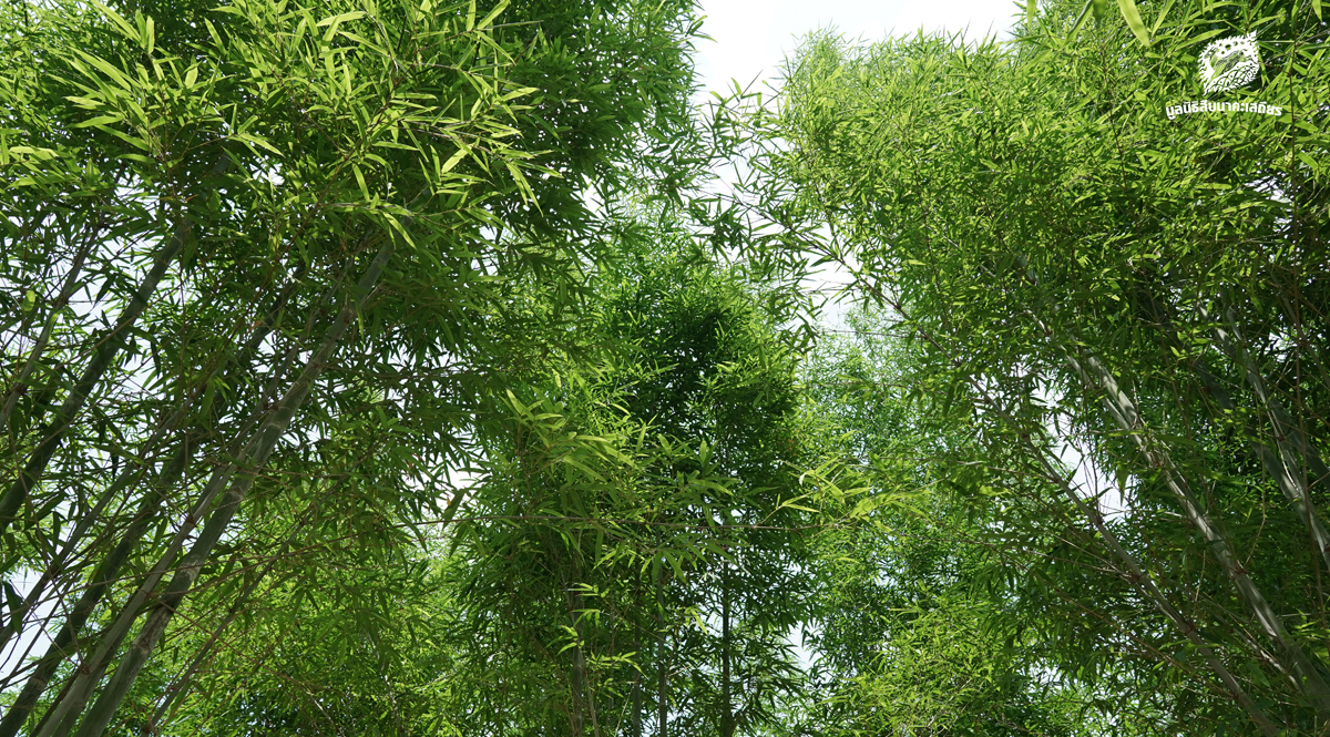 กองทุนส่งเสริมการปลูกไม้เศรษฐกิจ เพื่อแนวเชื่อมต่อป่า กลไกความยั่งยืนที่เชื่อมโยง ‘คน’ และ ‘ป่า’ เข้าด้วยกัน