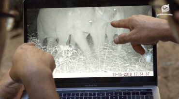 ช่องว่างที่มองไม่เห็น เมื่อฐานข้อมูลสัตว์ป่านอกพื้นที่อนุรักษ์ยังพร่าเลือน เรื่องของคนกับช้างป่าจึงยังวนลูปอยู่ในเขาวงกต