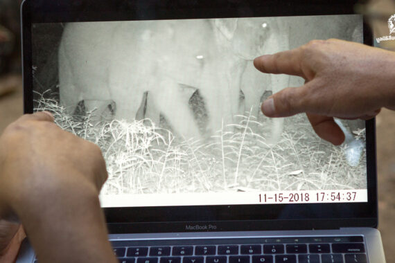 ช่องว่างที่มองไม่เห็น เมื่อฐานข้อมูลสัตว์ป่านอกพื้นที่อนุรักษ์ยังพร่าเลือน เรื่องของคนกับช้างป่าจึงยังวนลูปอยู่ในเขาวงกต