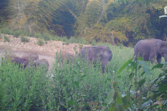 คนเฝ้าช้าง (ตอน 11)