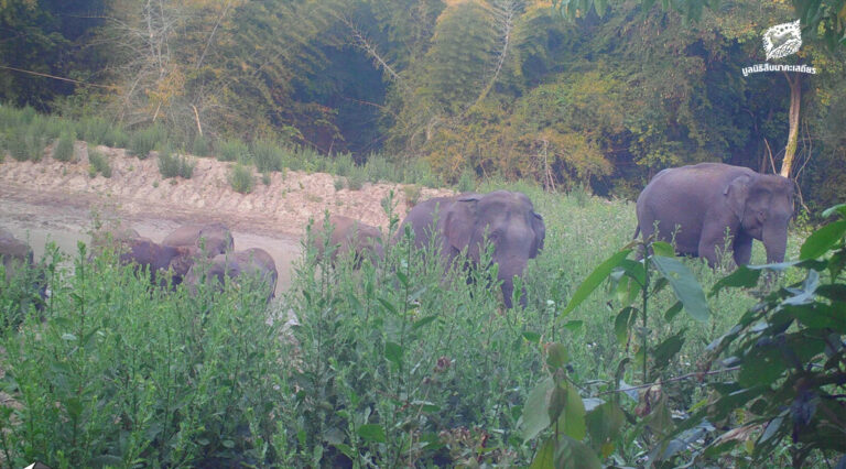 คนเฝ้าช้าง (ตอน 11)