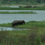 คนเฝ้าช้าง (ตอน 12)