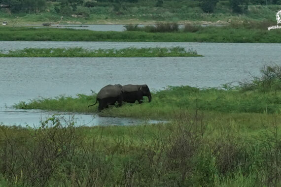 คนเฝ้าช้าง (ตอน 12)