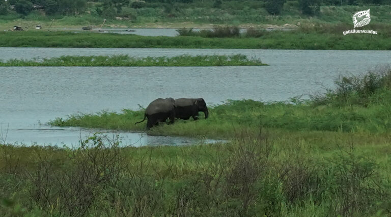 คนเฝ้าช้าง (ตอน 12)