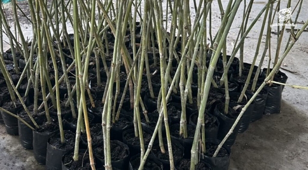 ตอนไผ่ ต่อยอดพื้นที่สีเขียว สร้างกองทุนให้กับงานอนุรักษ์โดยชุมชน