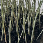 ตอนไผ่ ต่อยอดพื้นที่สีเขียว สร้างกองทุนให้กับงานอนุรักษ์โดยชุมชน