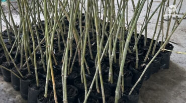 ตอนไผ่ ต่อยอดพื้นที่สีเขียว สร้างกองทุนให้กับงานอนุรักษ์โดยชุมชน