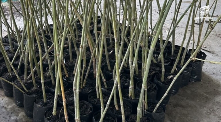 ตอนไผ่ ต่อยอดพื้นที่สีเขียว สร้างกองทุนให้กับงานอนุรักษ์โดยชุมชน