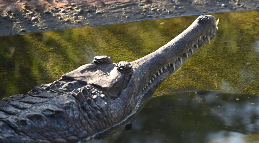 ‘ตะโขง’ ในป่าพรุ ลมหายใจที่รอวันฟื้นคืน