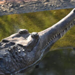 ‘ตะโขง’ ในป่าพรุ ลมหายใจที่รอวันฟื้นคืน