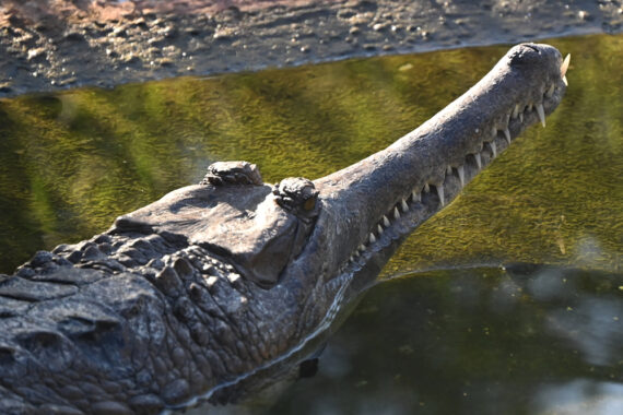 ‘ตะโขง’ ในป่าพรุ ลมหายใจที่รอวันฟื้นคืน