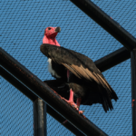 1 ทศวรรษ กับความหวัง 1% ของโครงการพญาแร้งฯ