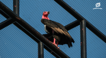 1 ทศวรรษ กับความหวัง 1% ของโครงการพญาแร้งฯ