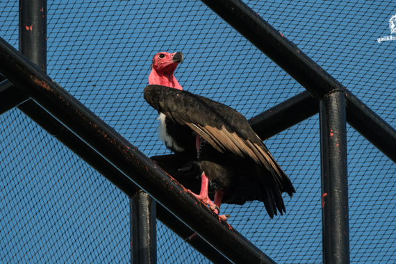 1 ทศวรรษ กับความหวัง 1% ของโครงการพญาแร้งฯ