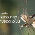 ร่วมแสดงความคิดเห็นเพื่อกำหนดอนาคต ‘นกปรอดหัวโขน’